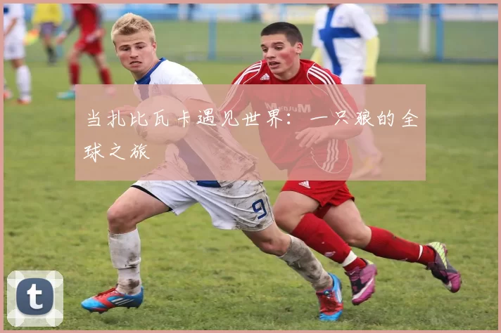 当扎比瓦卡遇见世界:一只狼的全球之旅